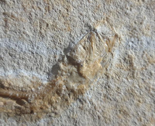 Leptolepides sprattiformis (BLAINVILLE 1818) - Bild © FossNet FossilienStore